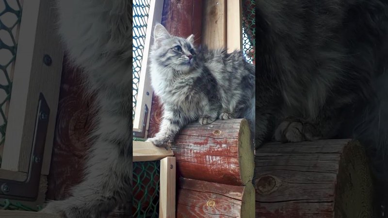 Джесси подросла) #cat #kitten сибирская кошка
