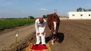 КОНЬ МОЛИТСЯ АЛЛАХУ. А ВЫ?