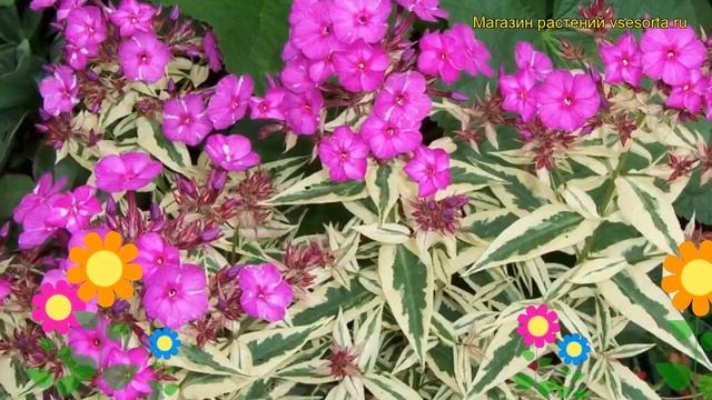 Флокс метельчатый Арлекин. Краткий обзор, описание характеристик phlox paniculata Harlequin смотреть онлайн