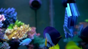 120g Acropora Coral Reef Tank | Rusted Magnet | Vermetid Snails | Flow Issues | Low Nutrients | SPS