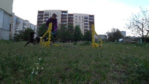 Аджилити на карантине | Процесс дрессировки бордер колли