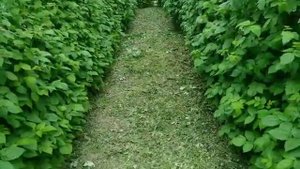 Междурядья малины,потдержание порядка.