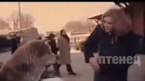 Фильм-Хатико-2009/Не говори что,не плакал на этом моменте😭😭😭/Фильм Легенда