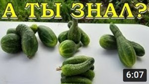 Почему ОГУРЦЫ кривые и что сделать, чтобы они "выпрямились"?