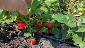 Урожай клубники Альбион в августе. Любимый ремонтантный сорт клубники.