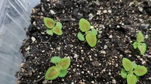 Колеус из семян.Сроки пикировки. Уход за рассадой до пикировки.Обзор.Цветы.Сад.