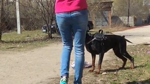 Доберман Треш охрана предмета.