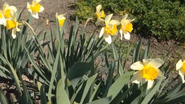 Кроты едят луковицы тюльпанов и нарциссов? Есть простое средство. смотреть онлайн