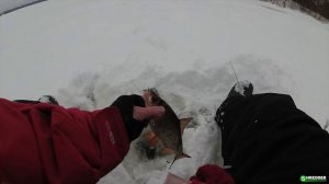 Ловля Плотвы на Догонялку и Безмотылку. "Обманка" Сделала Рыбалку в Глухозимье 2021 на Заливе Сосны