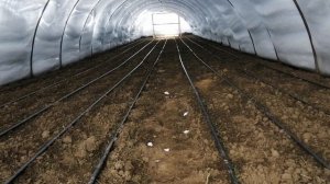 Миллион на петрушке в балагане