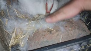 утята из под индоутки / вывод индоутят / индоутята / утки шипуны