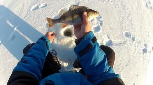 Окунь на балансир. Предновогодняя рыбалка в поисках окуня. Волга