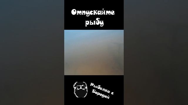 Отпускайте рыбу