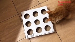 Топ 3 самые простые игрушки для кошки, для котенка или для кота