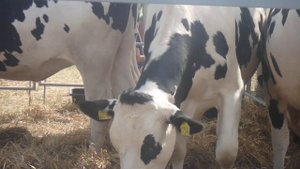 Коровы Чёрно-пёстрая порода