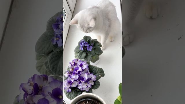 British Cat Cristal Is Eating A Blue Flower. Британская кошка Кристалл ест голубую фиалку.