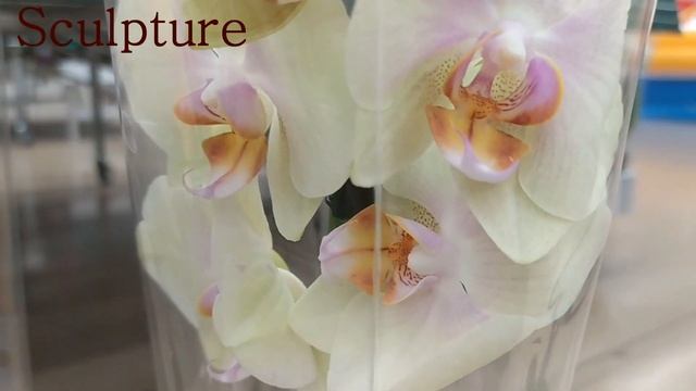 Обзор орхидей 17 июня 2021 АШАН Воронеж смотреть онлайн