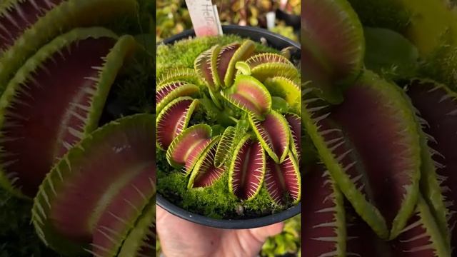 Dionaea muscipula GJ Hellcat