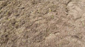 Встречаются длинные корни у ели. Небольшой обзор.