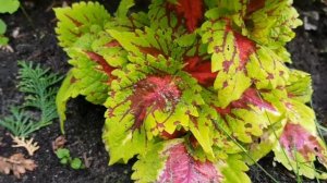 Хосты, гейхеры и колеусы/Миксбордер с хостами, гейхерами и колеусами