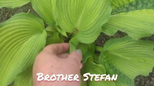 Хосты Brother Stefan и Step brother... весной