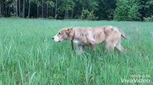 ЗУР БАШИ питомник Среднеазиатских овчарок г.Уфа🐾