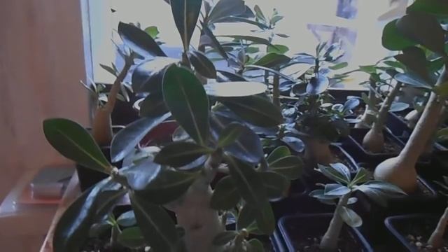 Адениум. Маленькие и отстающие в росте-2, особенности роста смотреть онлайн