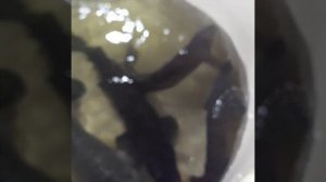 Ферма Осетра