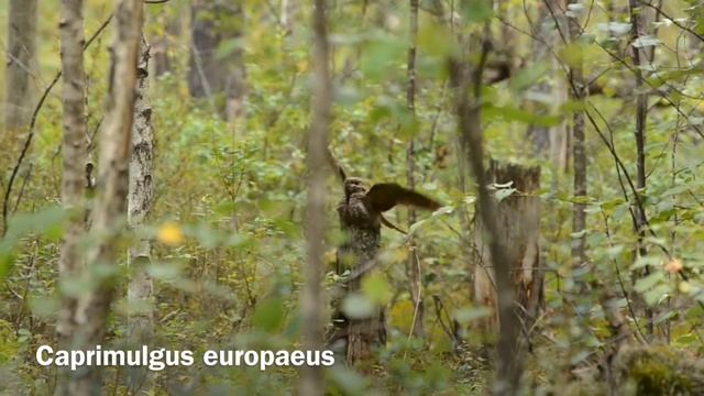 Обыкновенный козодой смотреть онлайн