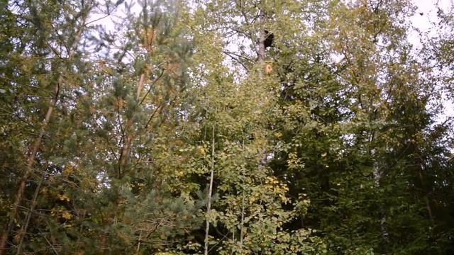 Ловушки для пчел. Устанавливаем и снимаем с пчелами. смотреть онлайн