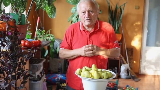 Советы садоводам от Распопова, часть 6. Грушевый сад без болезней.