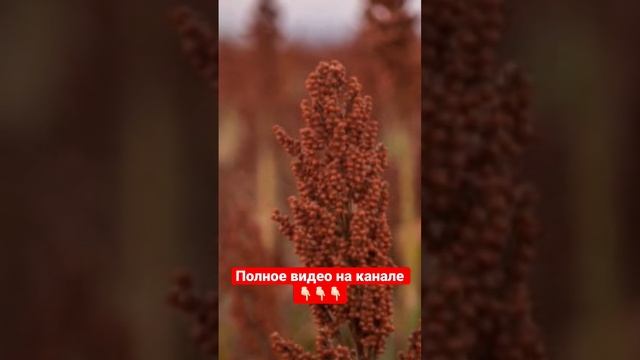 Опасные свойства пшенной каши ??????#пшено #пшеннаякаша смотреть онлайн