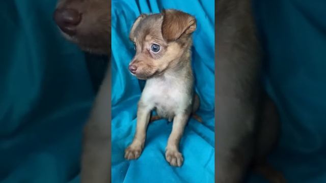 Cute smooth-haired toy terrier puppy boy. / Милый щенок гладкошерстного той-терьера мальчик.