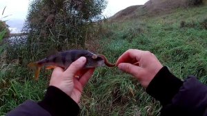 Ловля на спиннинг. Отводной поводок. Река Дон. (LiveFishing)