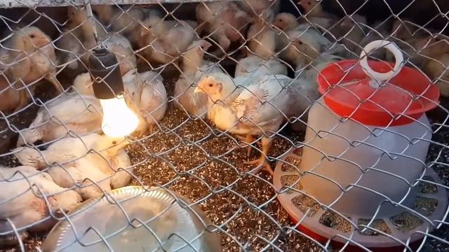 Вес бройлеров в 19 дней смотреть онлайн