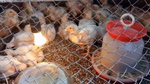 Вес бройлеров в 19 дней