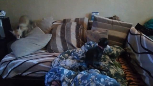 Утренняя зарядка(лиса Кубик, такса Мыша, йорк Бузя) смотреть онлайн