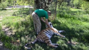 УДИВИТЕЛЬНЫЙ   ЧЕЛОВЕК   в вольере с только что родившей тигрицей !!!   Крым .Тайган