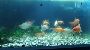 Золотые рыбки, кометы и караси.