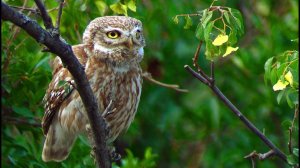 Сыч домовый (Athene noctua) - Little Owl