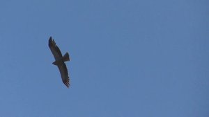 Орел карлик снова у нас Атака карлика, зацепил  лётного голубя