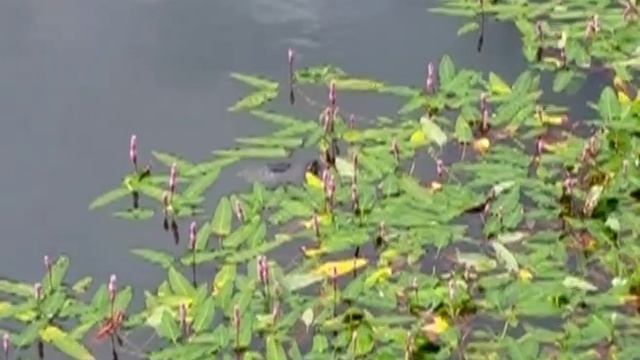 В пруду Ярославского Парка Победы поселилась домашняя черепаха смотреть онлайн