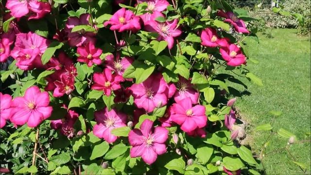 САМЫЙ КРАСИВЫЙ И ОБИЛЬНО ЦВЕТУЩИЙ КЛЕМАТИС ВИЛЬ ДЕ ЛИОН смотреть онлайн