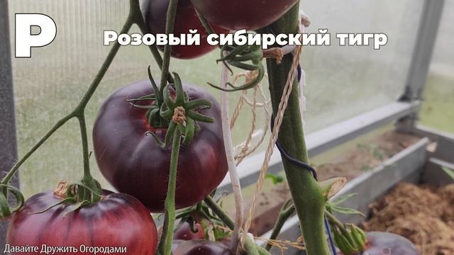 Томаты на букву Р. ПОЛНЫЙ ОБЗОР. ОТ А ДО Я