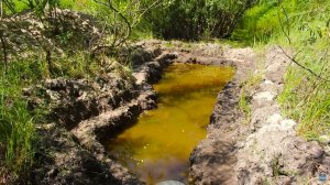 Запустил рыбу и посадил растения в пруд