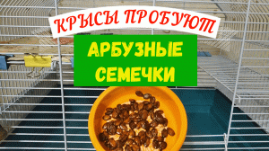 КРЫСЫ ПРОБУЮТ АРБУЗНЫЕ СЕМЕЧКИ