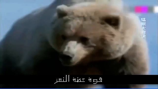 тест на силу укуса тигра и медведя смотреть онлайн