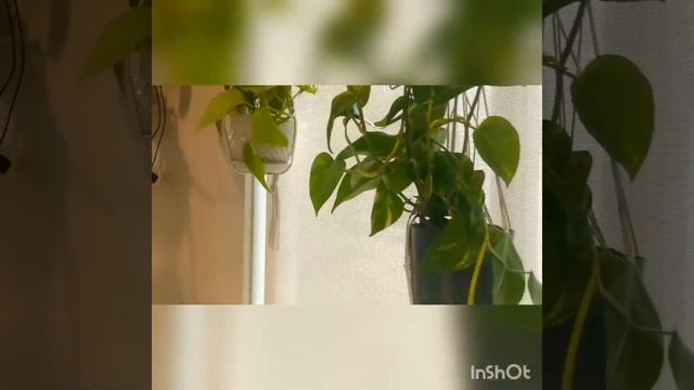 Сциндапсус или Эпипренум. Сциндапсус золотистый. Сциндапсус неоновый. смотреть онлайн