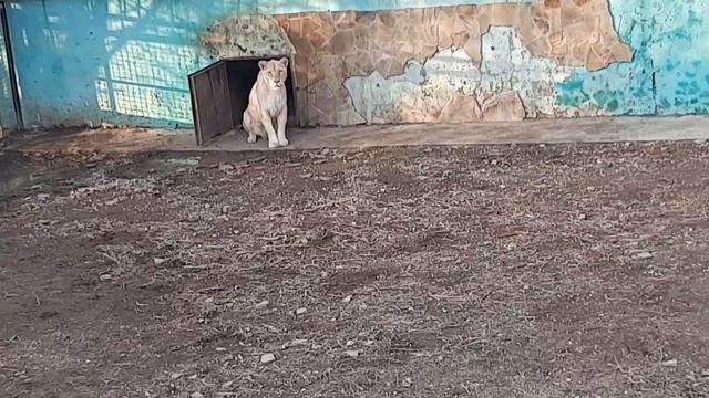 Чук, Гек и Джуна. смотреть онлайн