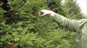 Александр Петров. Удаление верхушки и сильная обрезка ели (часть 2)